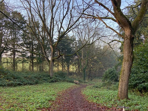 Nearby graveyard and mature trees and shrubs at Newton St Cyres arboretum