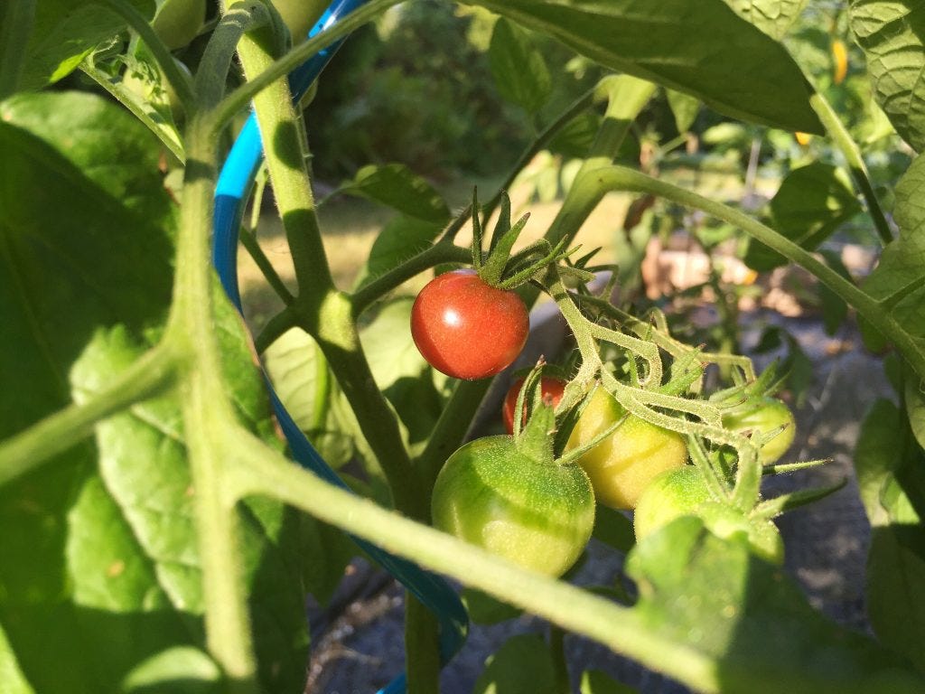 rukristin #kandjgarden mid-july update rukristin #kandjgarden mid-july update