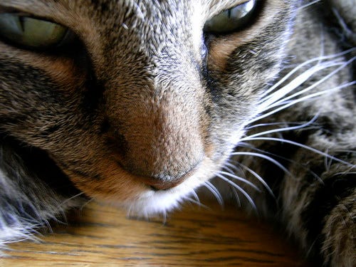 Evil Cat Evil Cat