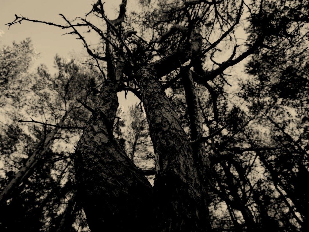 brown tree with green leaves during daytime