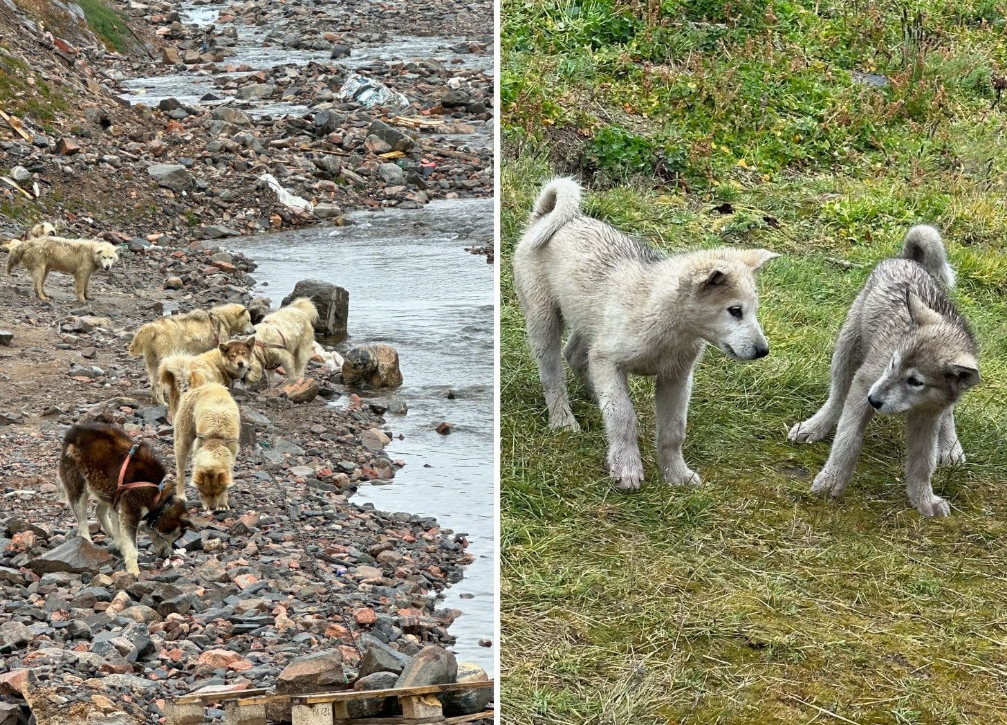 Left panel: several sled dogs of varied coloring chained near a rocky creek bank. Some standing, some sitting. Right panel: two white and gray sled puppies playing on green grass.