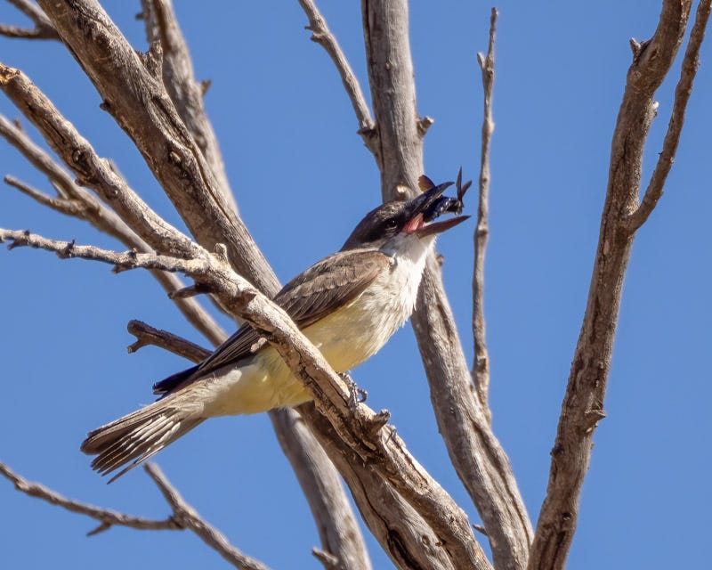 20250626-BoxCanyon-152-Edit.jpg 20250626-BoxCanyon-152-Edit.jpg