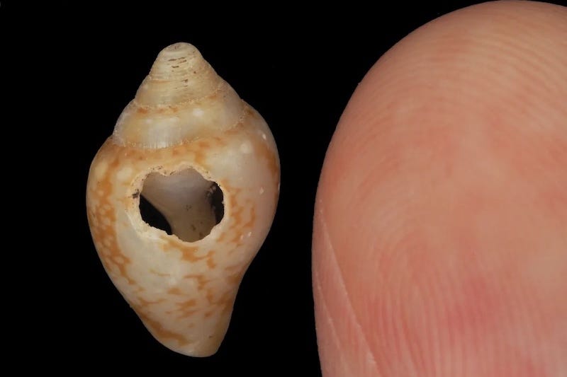A tiny *Columbella rustica* shell discovered alongside Neanderthal fossils in Üçağızlı II Cave. It was likely not collected as food, but worn as an ornament. **Credit:** Naoki Morimoto A tiny *Columbella rustica* shell discovered alongside Neanderthal fossils in Üçağızlı II Cave. It was likely not collected as food, but worn as an ornament. **Credit:** Naoki Morimoto