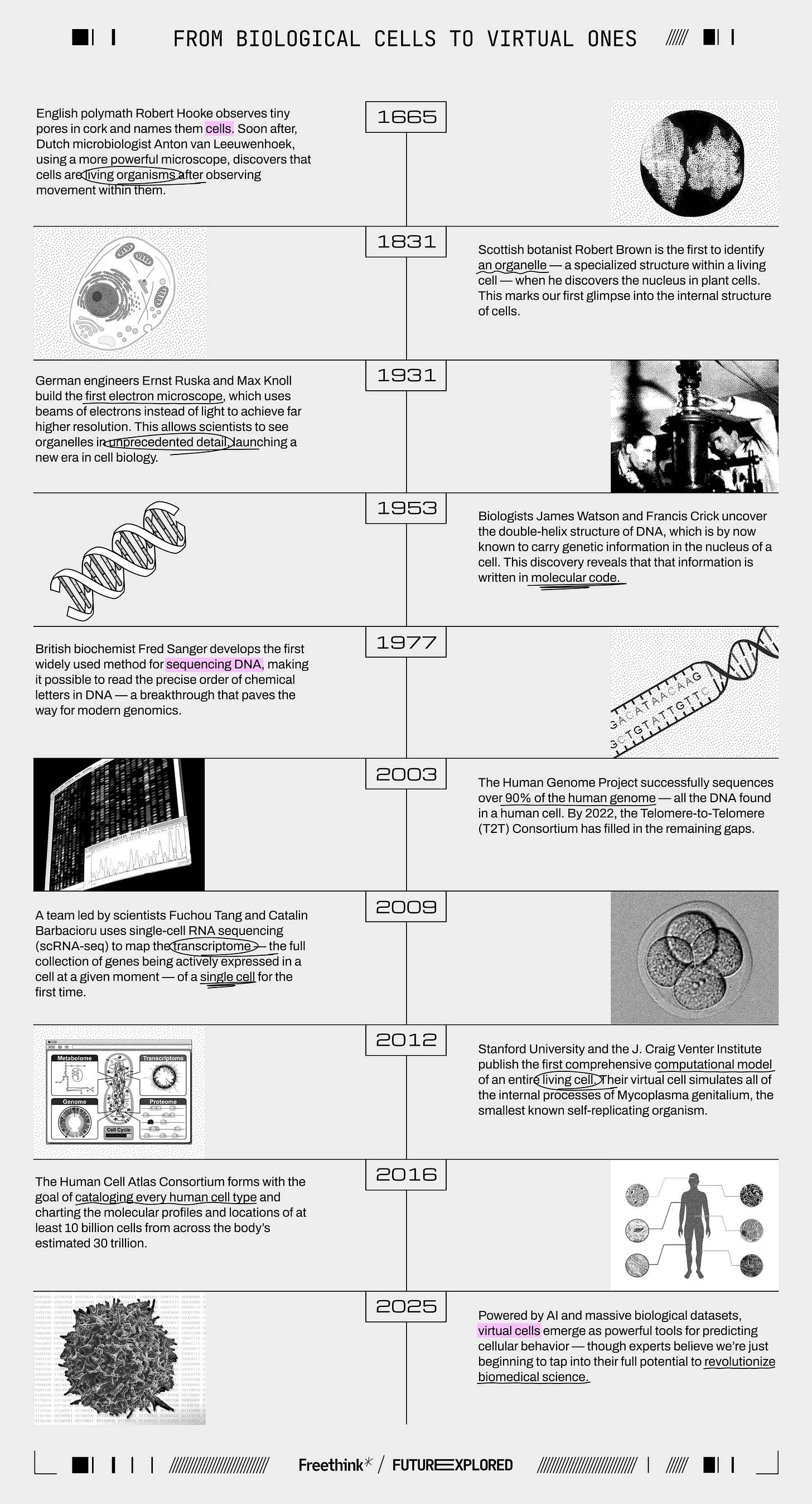 1665 - English polymath Robert Hooke observes tiny pores in cork and names them cells. Soon after, Dutch microbiologist Anton van Leeuwenhoek, using a more powerful microscope, discovers that cells are living organisms after observing movement within them. 1831 - Scottish botanist Robert Brown is the first to identify an organelle — a specialized structure within a living cell — when he discovers the nucleus in plant cells. This marks our first glimpse into the internal structure of cells. 1931 - German engineers Ernst Ruska and Max Knoll build the first electron microscope, which uses beams of electrons instead of light to achieve far higher resolution. This allows scientists to see organelles in unprecedented detail, launching a new era in cell biology. 1953 - Biologists James Watson and Francis Crick uncover the double-helix structure of DNA, which is by now known to carry genetic information in the nucleus of a cell. This discovery reveals that that information is written in molecular code. 1977 – British biochemist Fred Sanger develops the first widely used method for sequencing DNA, making it possible to read the precise order of chemical letters in DNA — a breakthrough that paves the way for modern genomics. 2003 - The Human Genome Project successfully sequences over 90% of the human genome — all the DNA found in a human cell. By 2022, the Telomere-to-Telomere (T2T) Consortium has filled in the remaining gaps. 2009 - A team led by scientists Fuchou Tang and Catalin Barbacioru uses single-cell RNA sequencing (scRNA-seq) to map the transcriptome — the full collection of genes being actively expressed in a cell at a given moment — of a single cell for the first time. 2012 - Stanford University and the J. Craig Venter Institute publish the first comprehensive computational model of an entire living cell. Their virtual cell simulates all of the internal processes of Mycoplasma genitalium, the smallest known self-replicating organism. 2016 - The Human Cell Atlas Consortium forms with the goal of cataloging every human cell type and charting the molecular profiles and locations of at least 10 billion cells from across the body’s estimated 30 trillion. 2025 - Powered by AI and massive biological datasets, virtual cells emerge as powerful tools for predicting cellular behavior — though experts believe we’re just beginning to tap into their full potential to revolutionize biomedical science. 1665 - English polymath Robert Hooke observes tiny pores in cork and names them cells. Soon after, Dutch microbiologist Anton van Leeuwenhoek, using a more powerful microscope, discovers that cells are living organisms after observing movement within them. 1831 - Scottish botanist Robert Brown is the first to identify an organelle — a specialized structure within a living cell — when he discovers the nucleus in plant cells. This marks our first glimpse into the internal structure of cells. 1931 - German engineers Ernst Ruska and Max Knoll build the first electron microscope, which uses beams of electrons instead of light to achieve far higher resolution. This allows scientists to see organelles in unprecedented detail, launching a new era in cell biology. 1953 - Biologists James Watson and Francis Crick uncover the double-helix structure of DNA, which is by now known to carry genetic information in the nucleus of a cell. This discovery reveals that that information is written in molecular code. 1977 – British biochemist Fred Sanger develops the first widely used method for sequencing DNA, making it possible to read the precise order of chemical letters in DNA — a breakthrough that paves the way for modern genomics. 2003 - The Human Genome Project successfully sequences over 90% of the human genome — all the DNA found in a human cell. By 2022, the Telomere-to-Telomere (T2T) Consortium has filled in the remaining gaps. 2009 - A team led by scientists Fuchou Tang and Catalin Barbacioru uses single-cell RNA sequencing (scRNA-seq) to map the transcriptome — the full collection of genes being actively expressed in a cell at a given moment — of a single cell for the first time. 2012 - Stanford University and the J. Craig Venter Institute publish the first comprehensive computational model of an entire living cell. Their virtual cell simulates all of the internal processes of Mycoplasma genitalium, the smallest known self-replicating organism. 2016 - The Human Cell Atlas Consortium forms with the goal of cataloging every human cell type and charting the molecular profiles and locations of at least 10 billion cells from across the body’s estimated 30 trillion. 2025 - Powered by AI and massive biological datasets, virtual cells emerge as powerful tools for predicting cellular behavior — though experts believe we’re just beginning to tap into their full potential to revolutionize biomedical science.