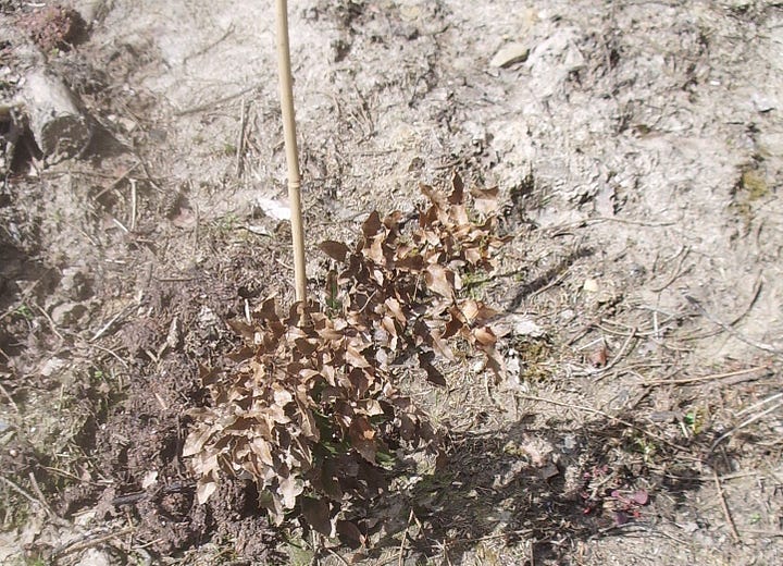 Healthy green Oregon grape and brown dead plant