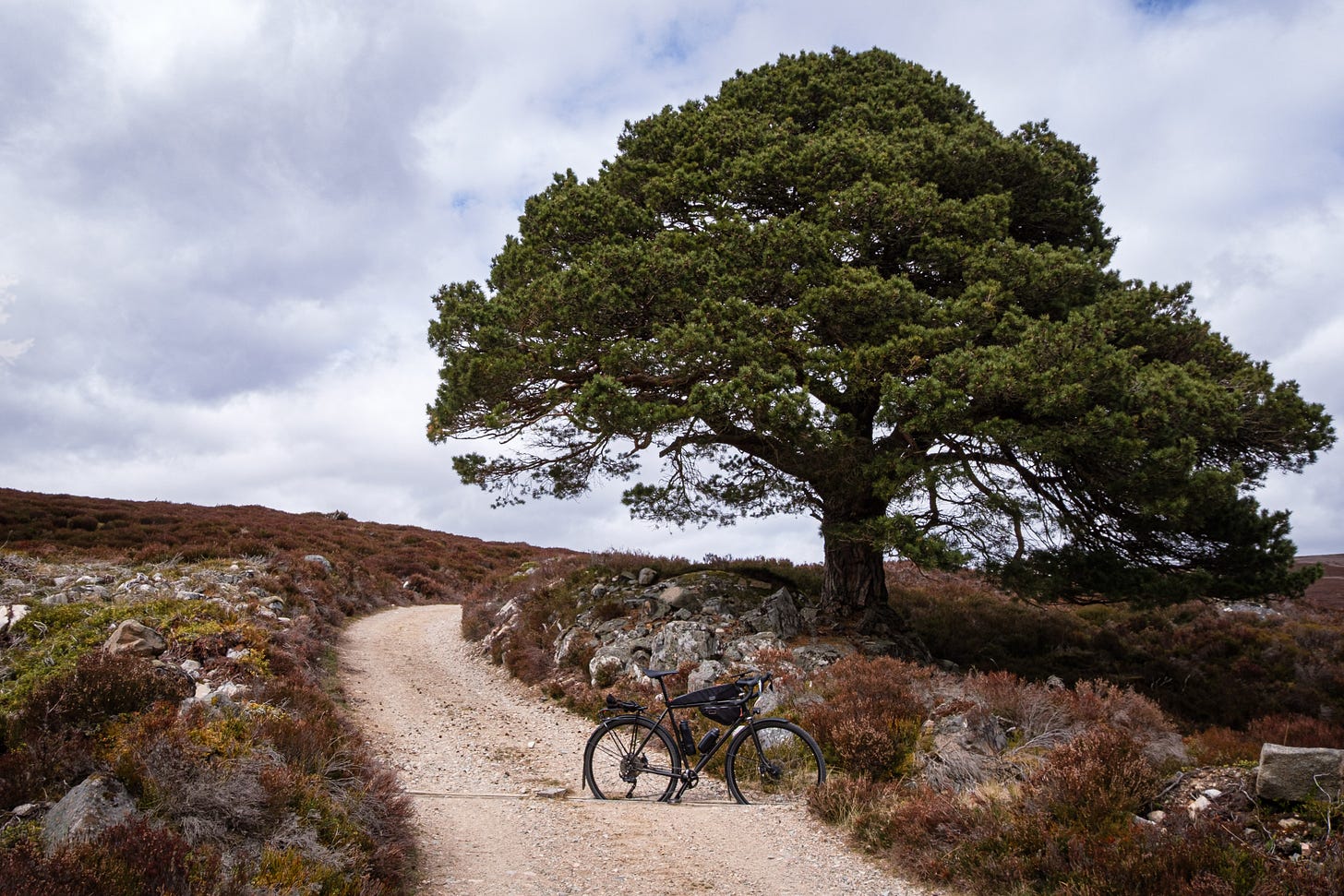 A tall Scots pine rises beside a bicycle on a steep hillside path in the Scottish Highlands. Its wide branches mark it as one of the few remaining trees of the ancient Caledonian Forest.