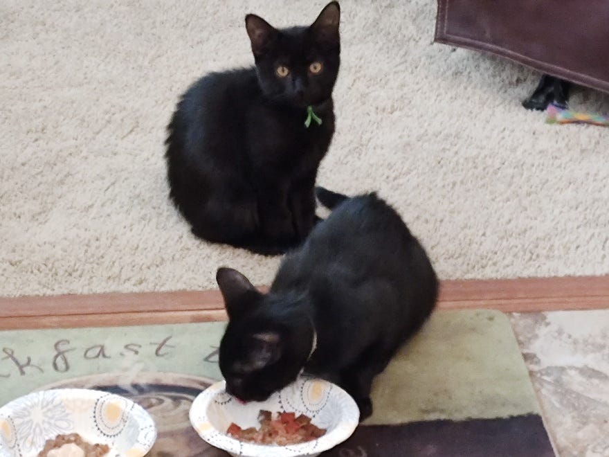 Two cats eating from a bowl

AI-generated content may be incorrect.