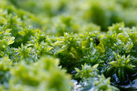 Macro images of moss, lichen and algae: the first verdure of Spring in wet woodland at the edge of a lowland raised bog (moss)