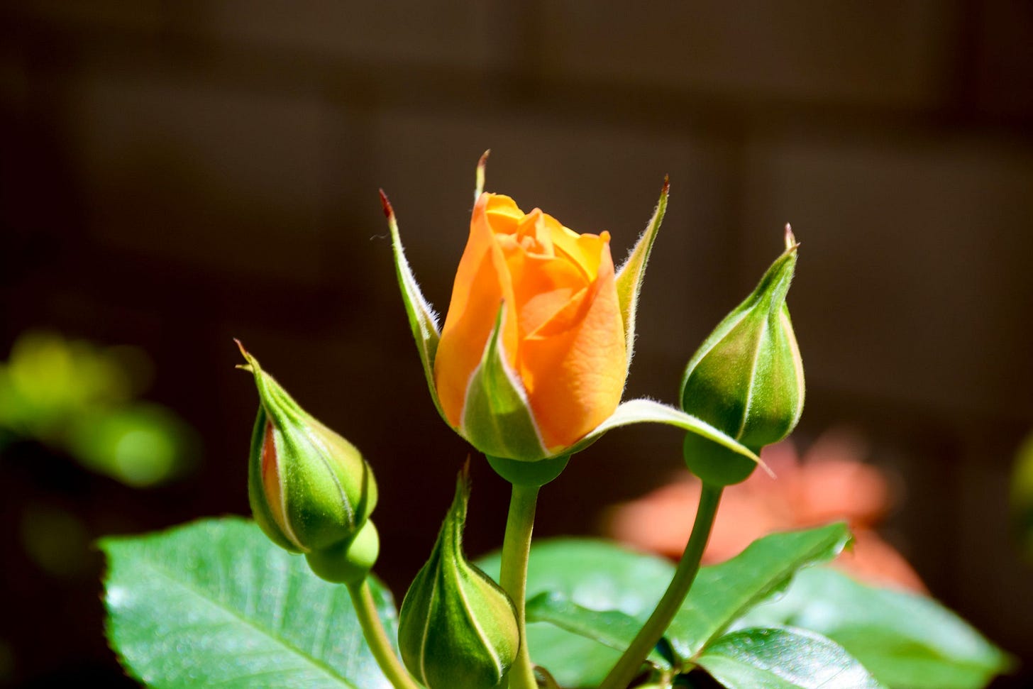A rose budding with 3 others waiting to bud.