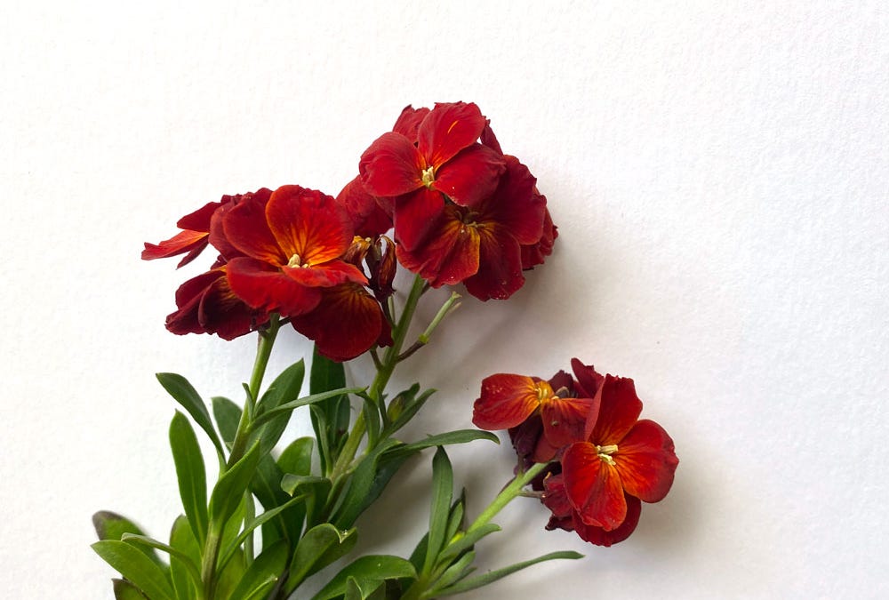 Wallflower surprise - by Joumana Medlej - Caravanserai