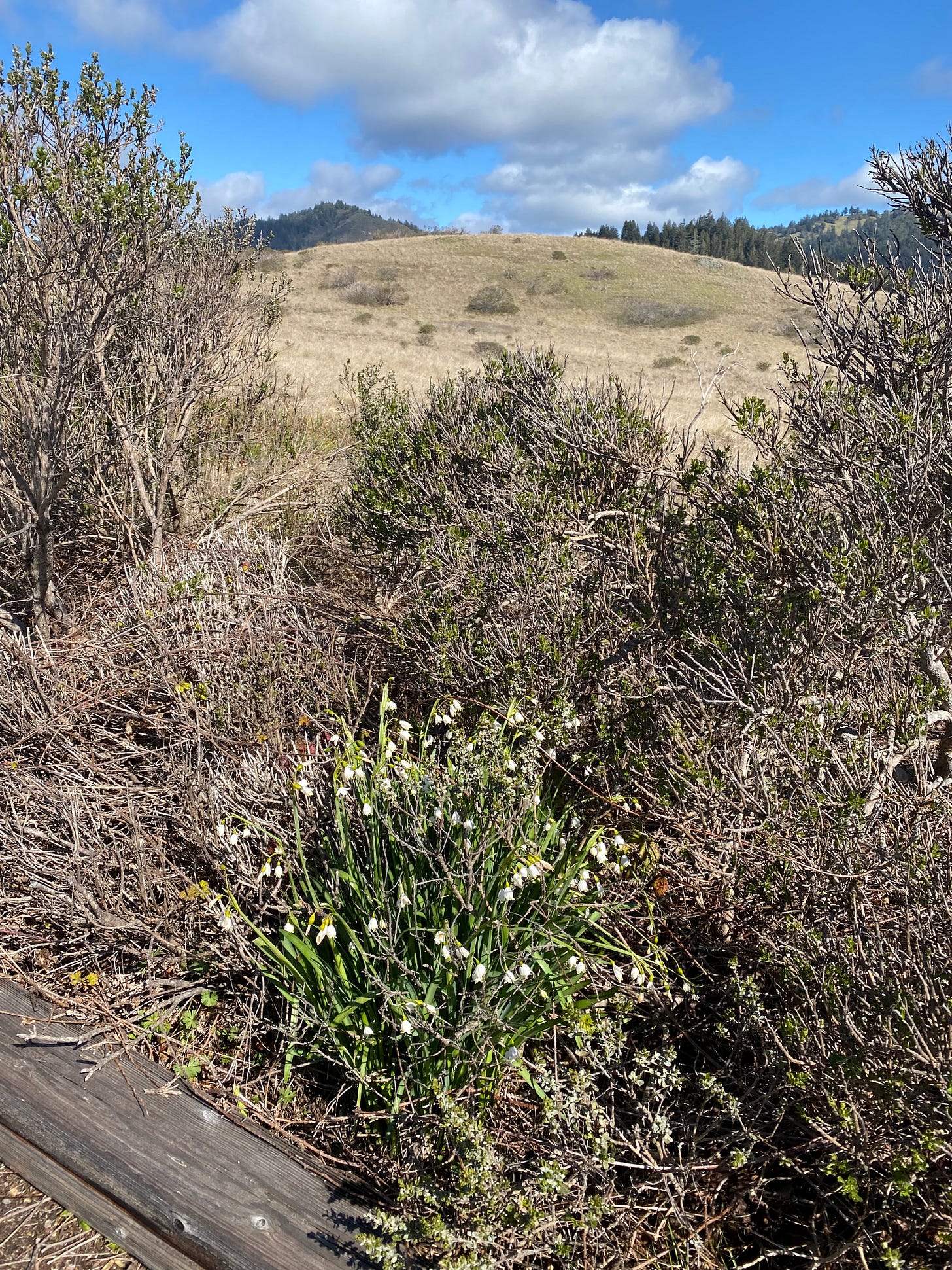 Snowdrop flowers among bushes, with a bare, tawny hillside in the background