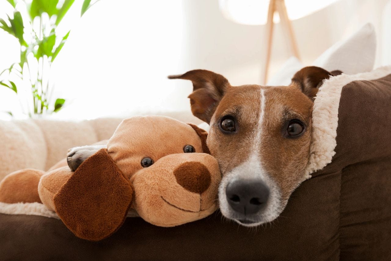 Brown and white dog in a plush dog bed with a cute stuffed dog toy.