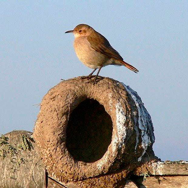 Augusto León y González