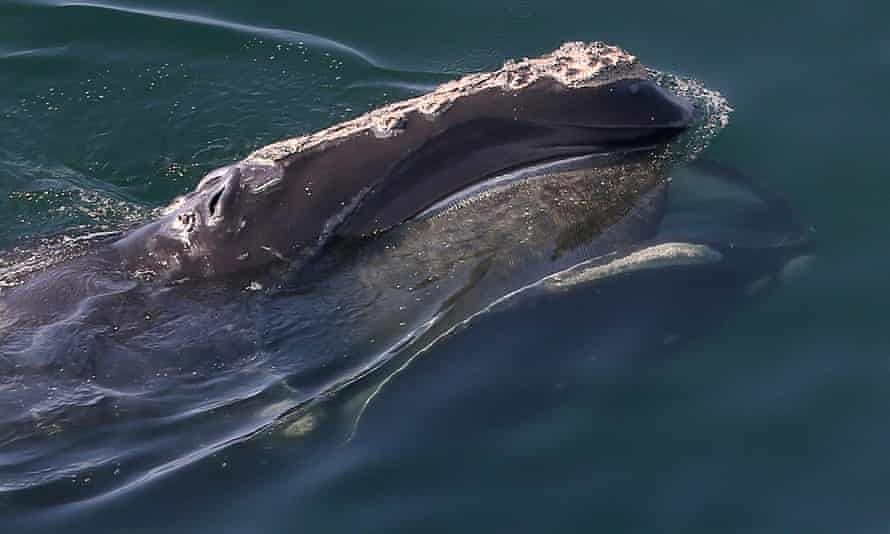 A North Atlantic right whale swims off Duxbury beach in Massachusetts last May.