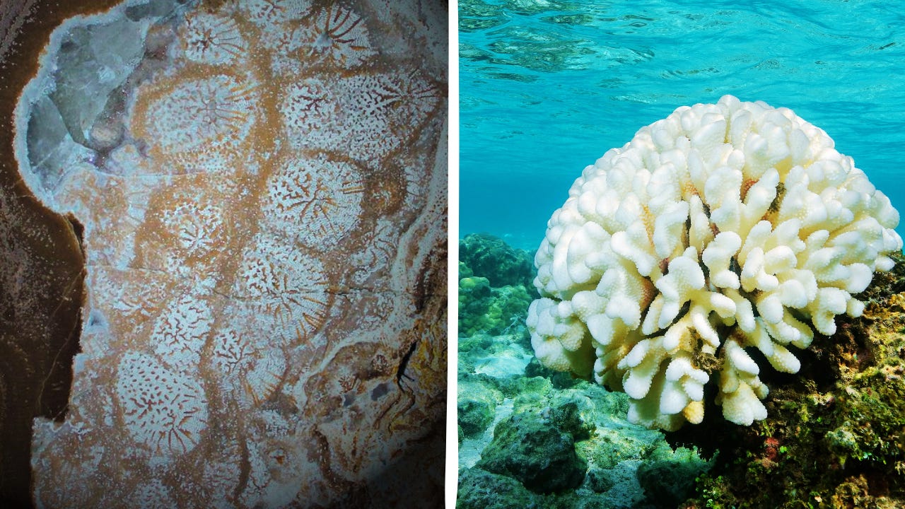 Side-by-side comparison of ancient and modern coral collapse. On the left, a fossilized coral slab shows intricate circular patterns preserved in stone, revealing the structure of an ancient reef. On the right, a living coral underwater appears stark white and bleached, symbolizing reef decline in today’s warming oceans. The contrast highlights how coral ecosystems have faced — and sometimes recovered from — collapse across Earth’s history.