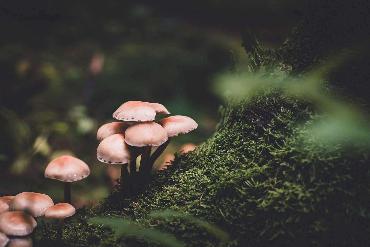 These mushrooms eat pollution These mushrooms eat pollution