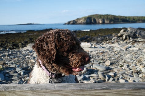 shots from a weekend on Peaks Island, Maine