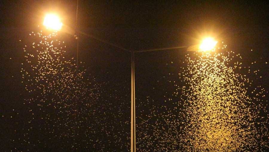 Step aside, cicadas: Mayflies arrive in swarms across Ohio lakeshore