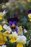 Heartsease flowers (pansies). Heartsease flowers (pansies).