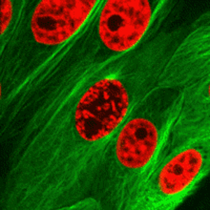 mitosis gif.jpg