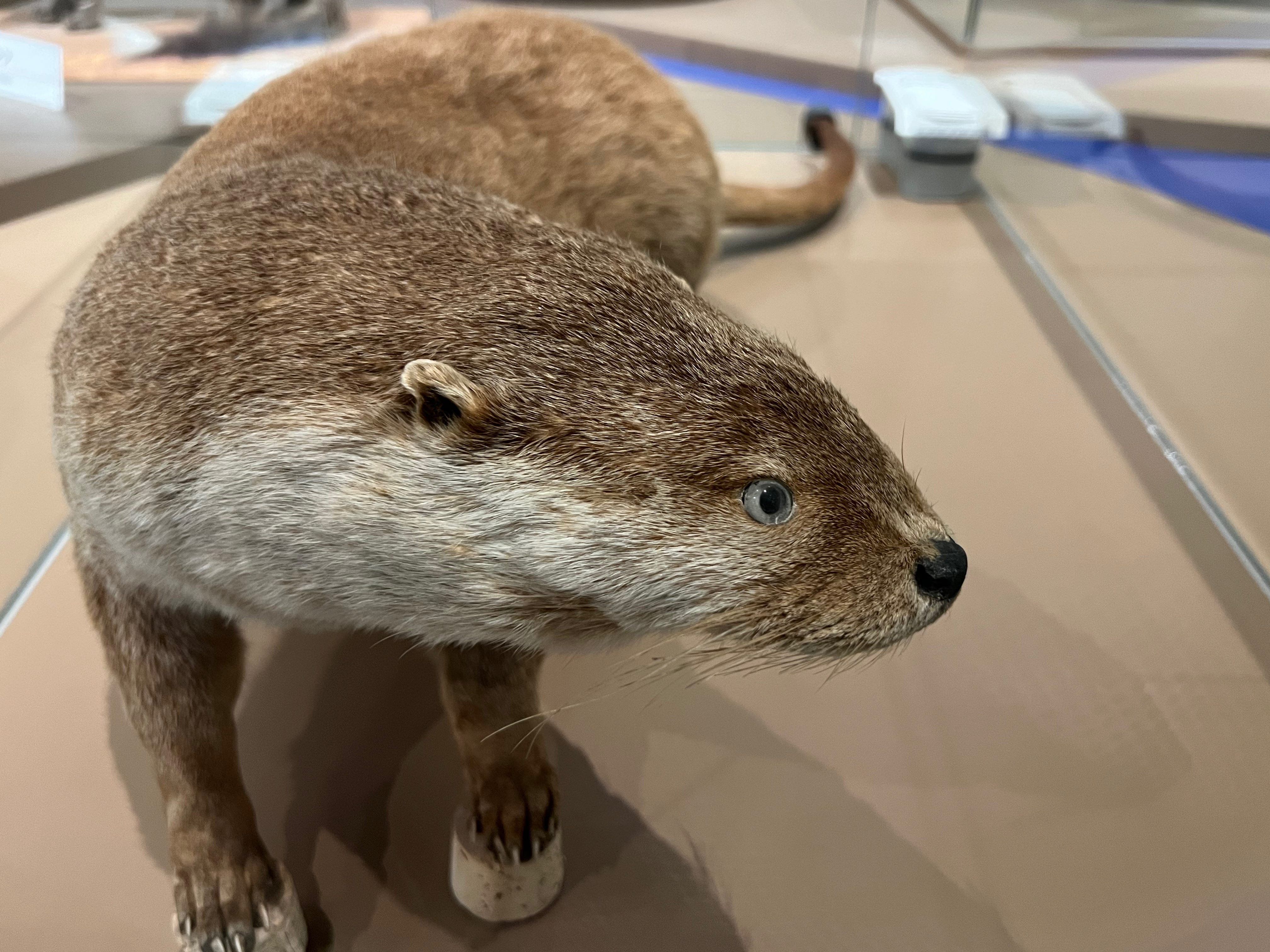 アーカイブの声を聴け：ニホンアシカとニホンカワウソの“絶滅”【ドリー