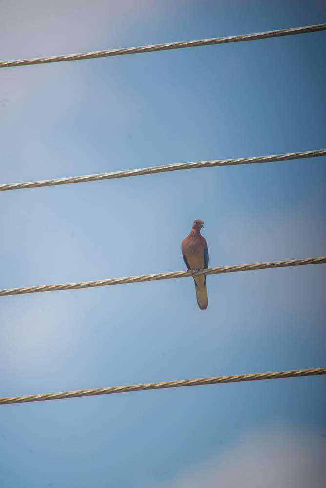 Photo of pigeon perched on a power-line.