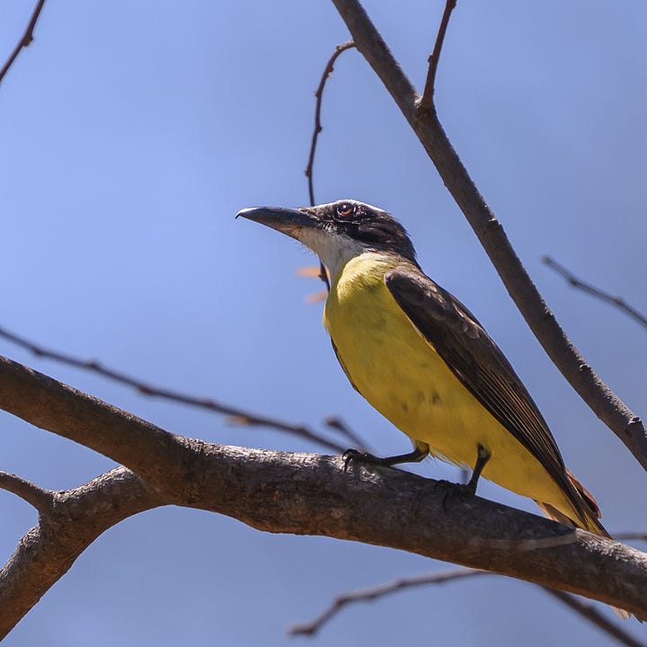 northern yellow warbler, rufous-backed wren, ruby-throated hummingbird, great kiskadee