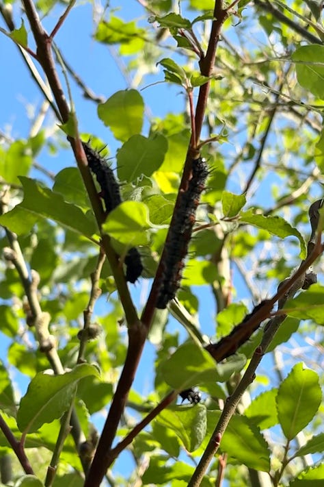 photos of a willow tree with lots of black, spiky caterpillars on it