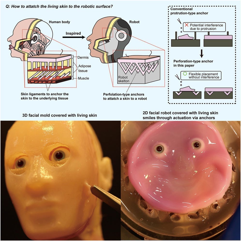 Human Skin on Robots: The Approach