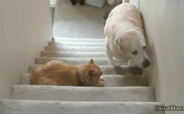 Download Animal Cat & Dog Gif