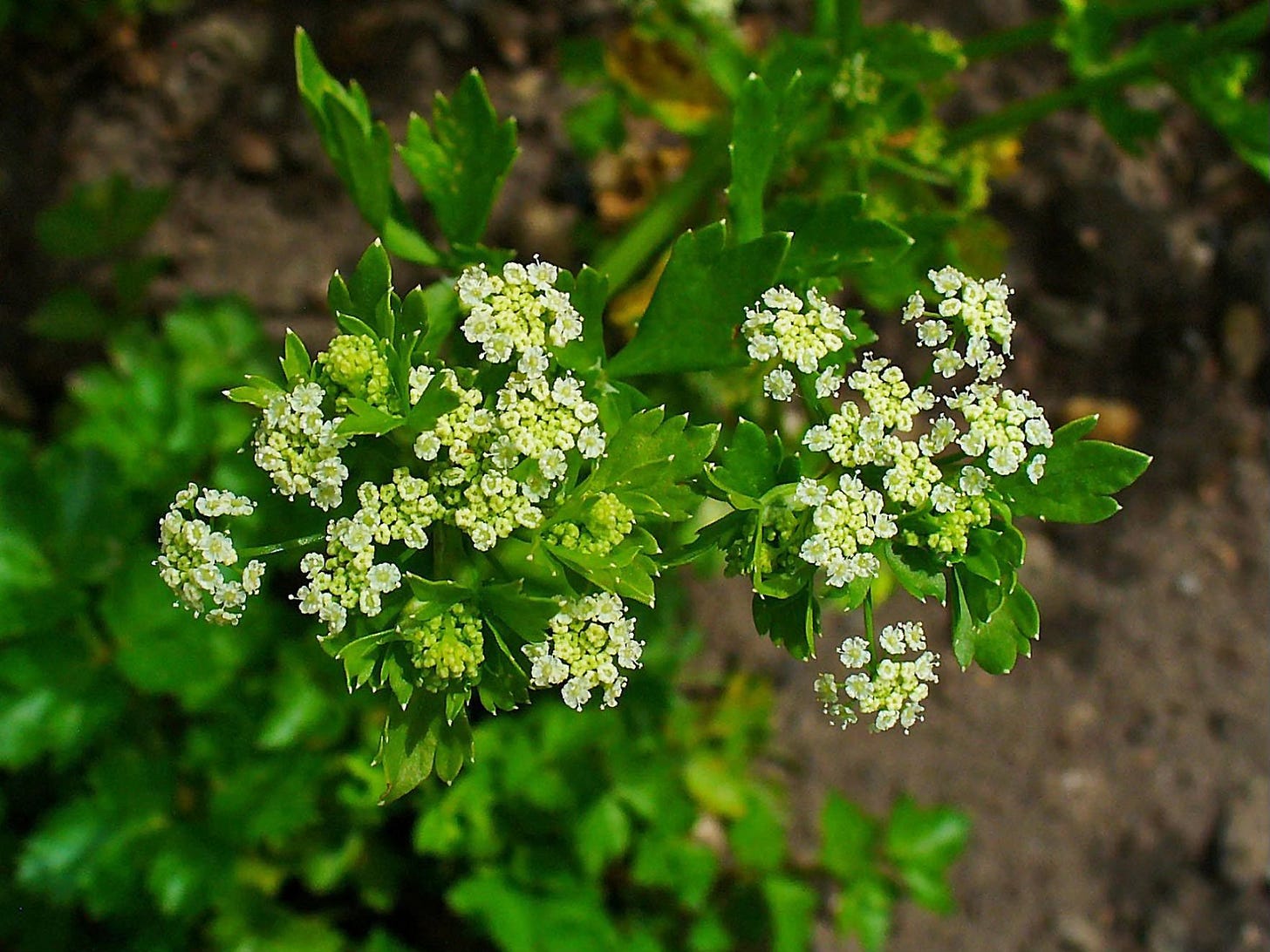Wild celery: spiky green leaves with clusters of tiny yellow flowers.