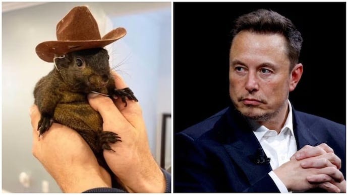 Donald Trump will save...: Elon Musk on social media star Peanut the  squirrel's euthanisation - India Today