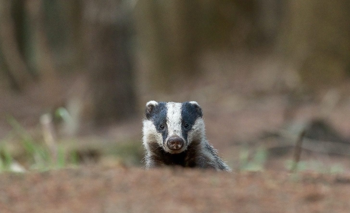 A badger with a white face with black stripes over the eyes and head peeking over a log