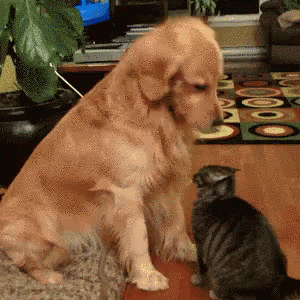 Mine Animal GIF - Mine Animal Pet GIFs