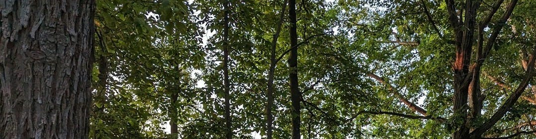 an old wooden wagon sitting in the middle of a forest