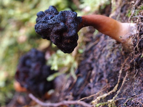 Gyromitra tasmanica