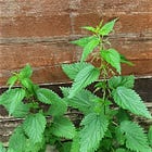 Stinging nettle - The Herbal World's Therapeutic Diva