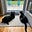 2 Cat Lady's avatar