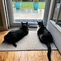 2 Cat Lady's avatar