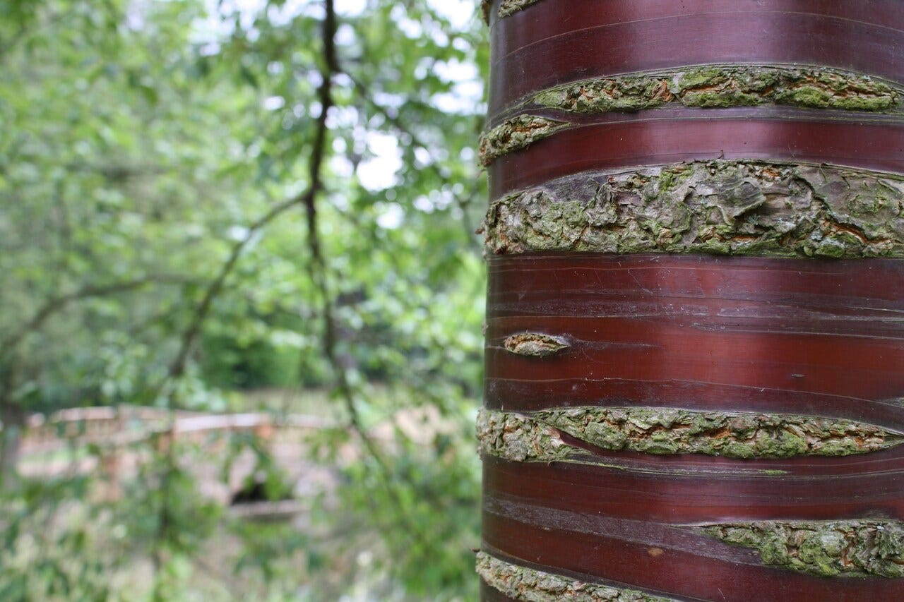 Cherry tree bark