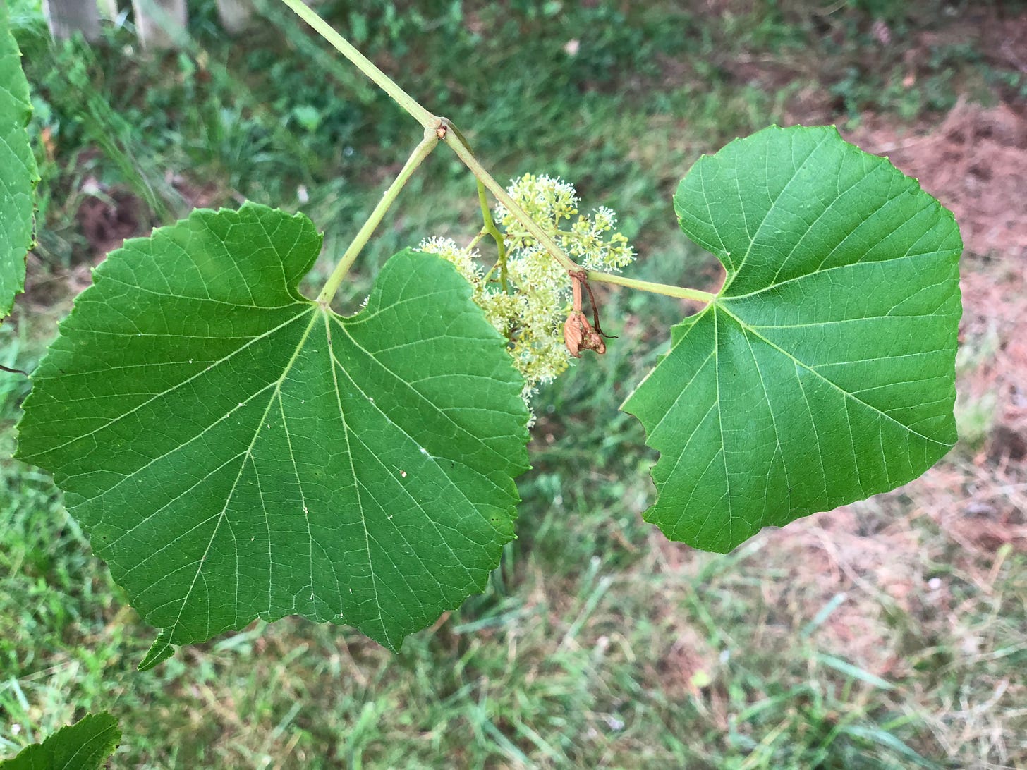 2021-06-20 15 48 44 Grape vine leaves and flowers along a walking path in the Franklin Glen section of Chantilly, Fairfax County, Virginia 2021-06-20 15 48 44 Grape vine leaves and flowers along a walking path in the Franklin Glen section of Chantilly, Fairfax County, Virginia