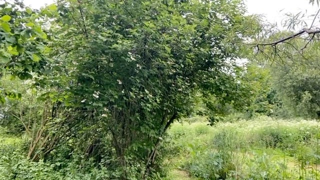 Images of young cramp bark leaves, white flowers, red berries and shrub