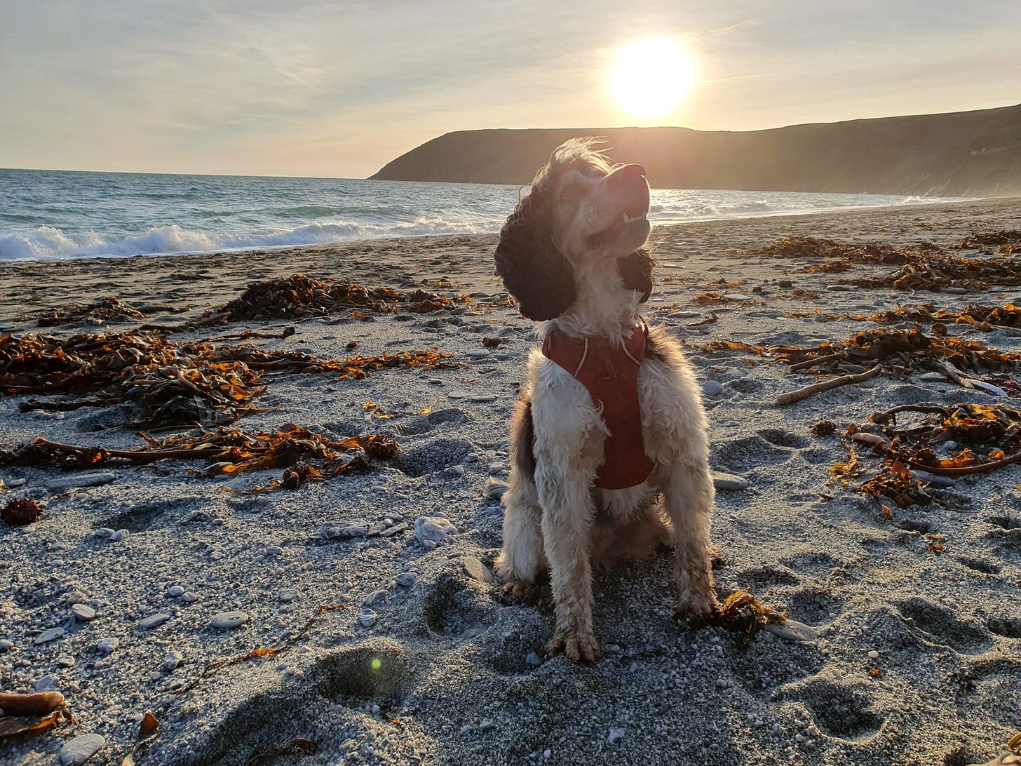 A black, white and brown dog is wearing a red harness and sitting on a sandy beach strewn with seaweed. The setting sun is balanced almost on the end of her beautiful black nose.