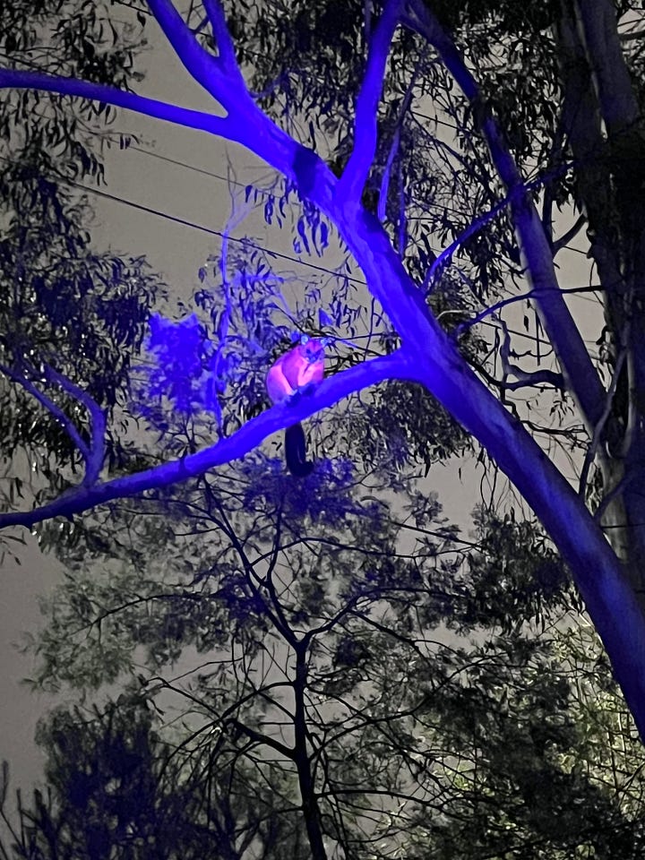 biolflourescent animals glowing different colours, including a possum, snail and bird of prey