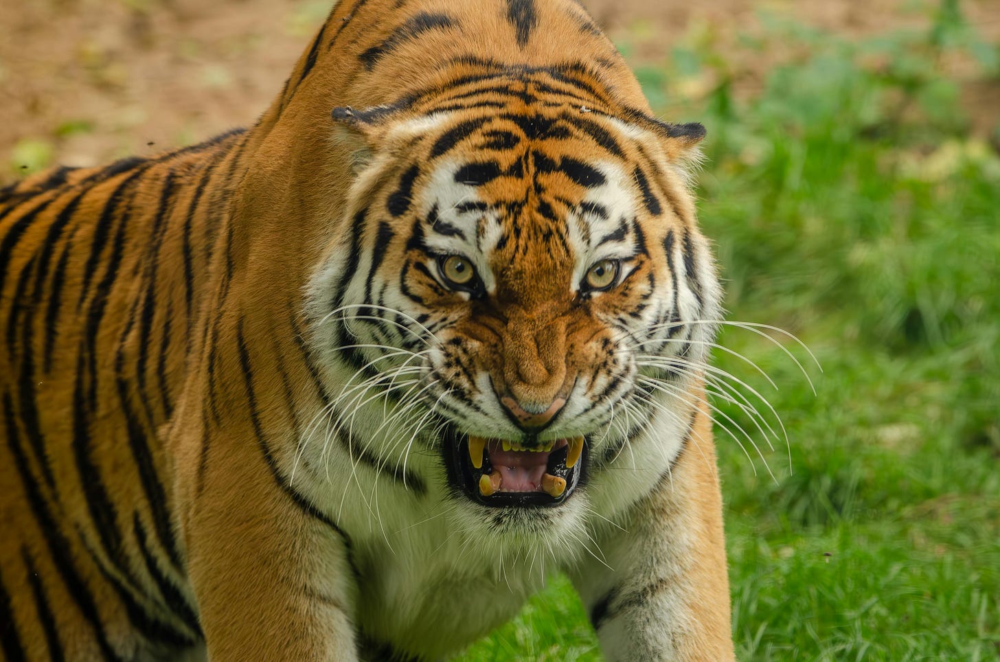 Tiger Image