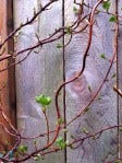 crouching down climbing vine
