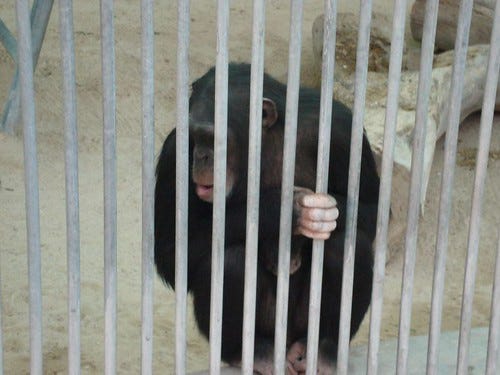 Chimpanzee Chimpanzee