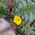 A. Potentilla's avatar