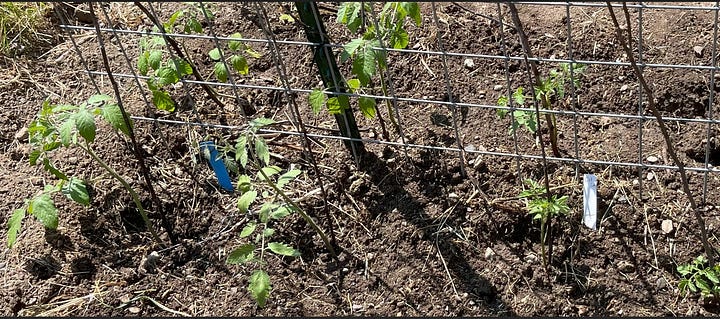 Planting holes for tomatoes.  Tomato transplants