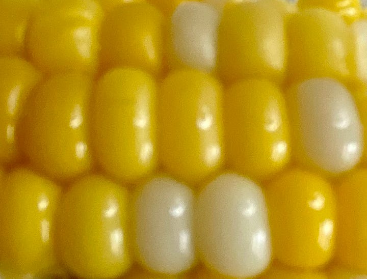 Close up of Corn and Sunflowers.